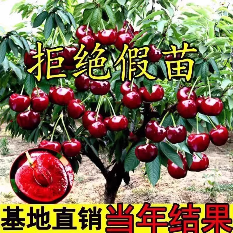 车厘子树苗樱桃树苗南北方种植特大樱桃果树苗矮化盆地栽当年结果