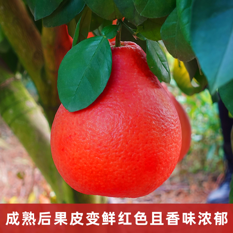 大苗泰国暹罗香水红柚三红柚嫁接苗柚子树新品种红心纯甜正宗浓郁