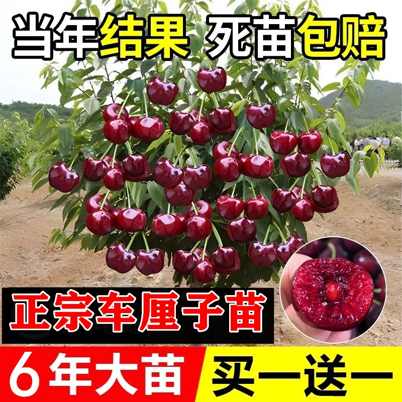 车厘子树苗樱桃树苗特大樱桃树南北方种植当年结果矮化水果树果苗