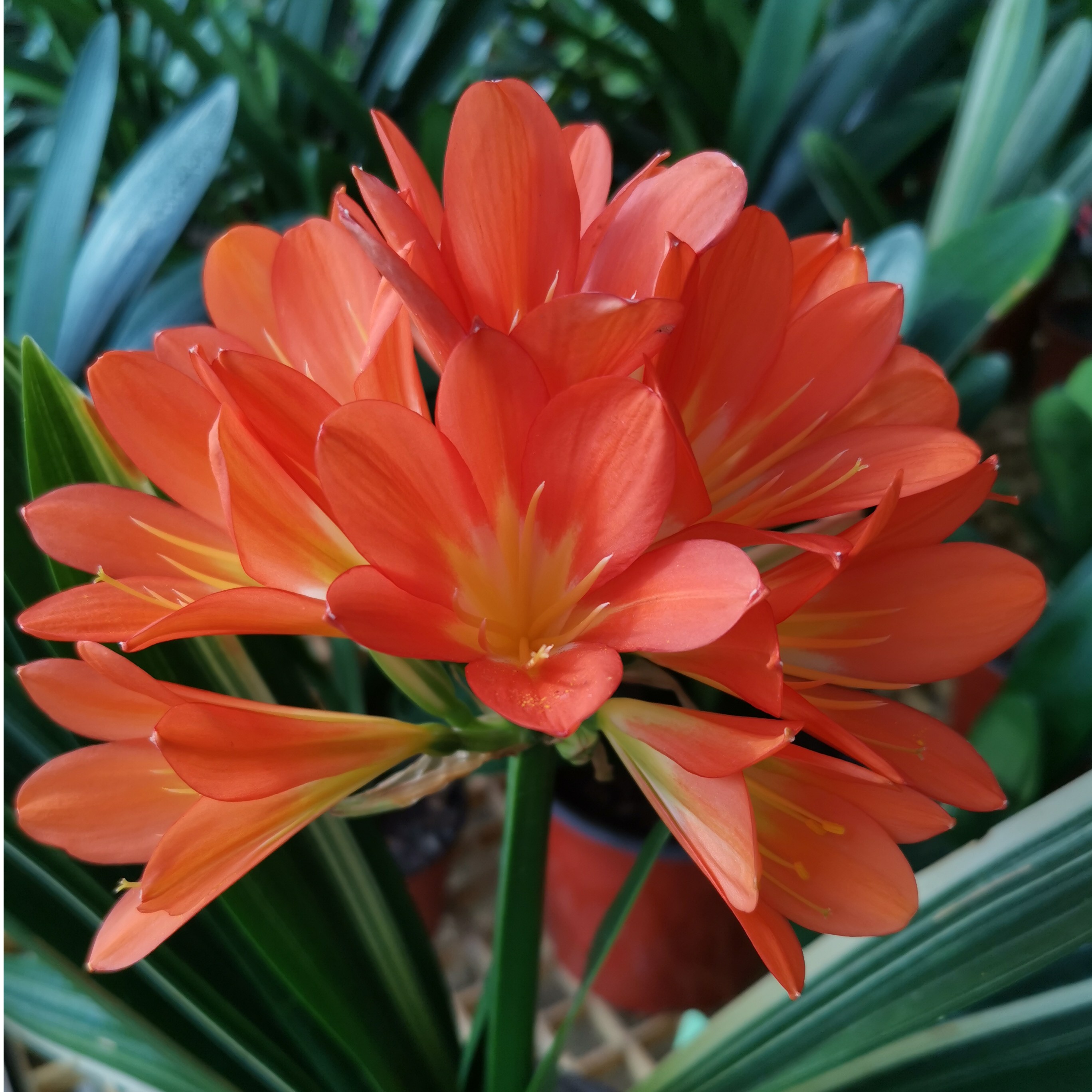 各种精品花卉、兰花、君子兰叶片翠绿色、横纹凸起 、角质膜油亮