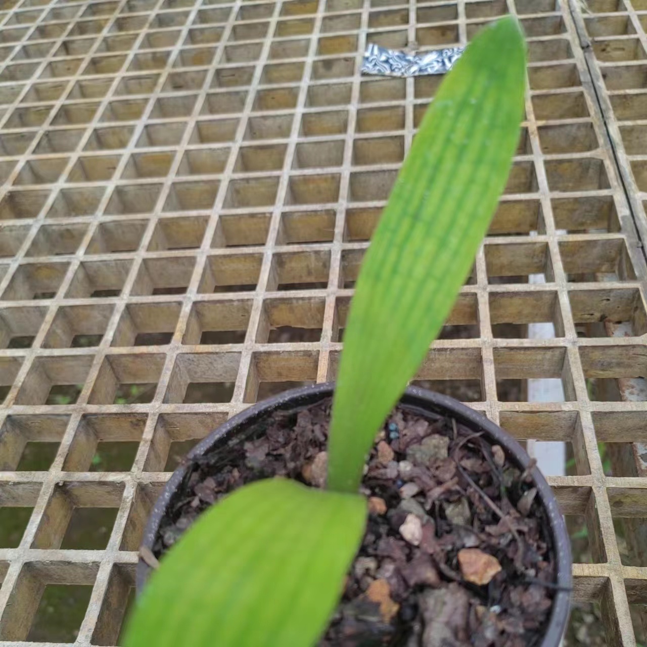 精品黄技师君子兰