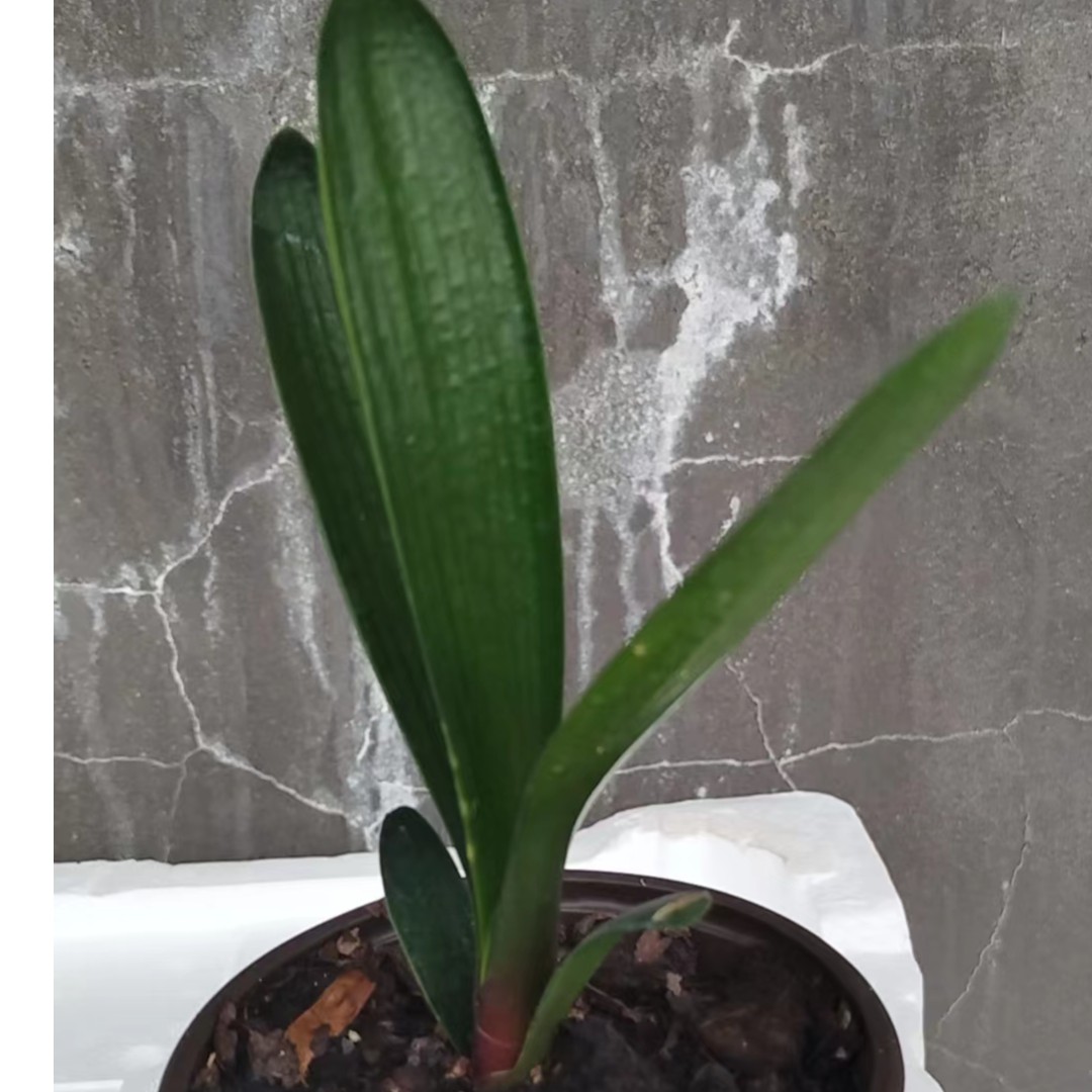 油匠短叶小苗君子兰