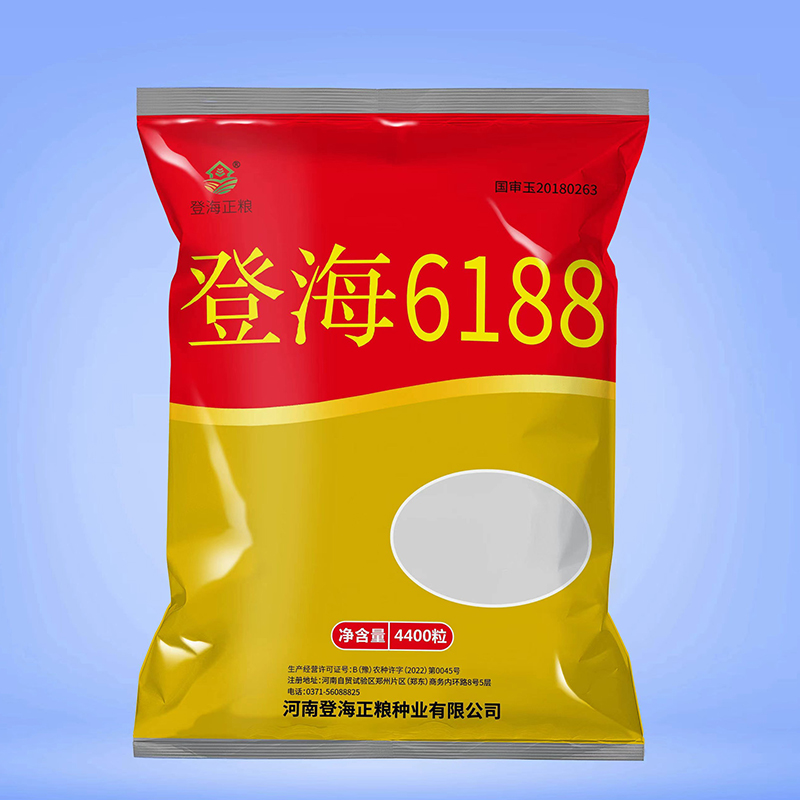 登海正粮大棒早熟高产玉米品种登海6188
