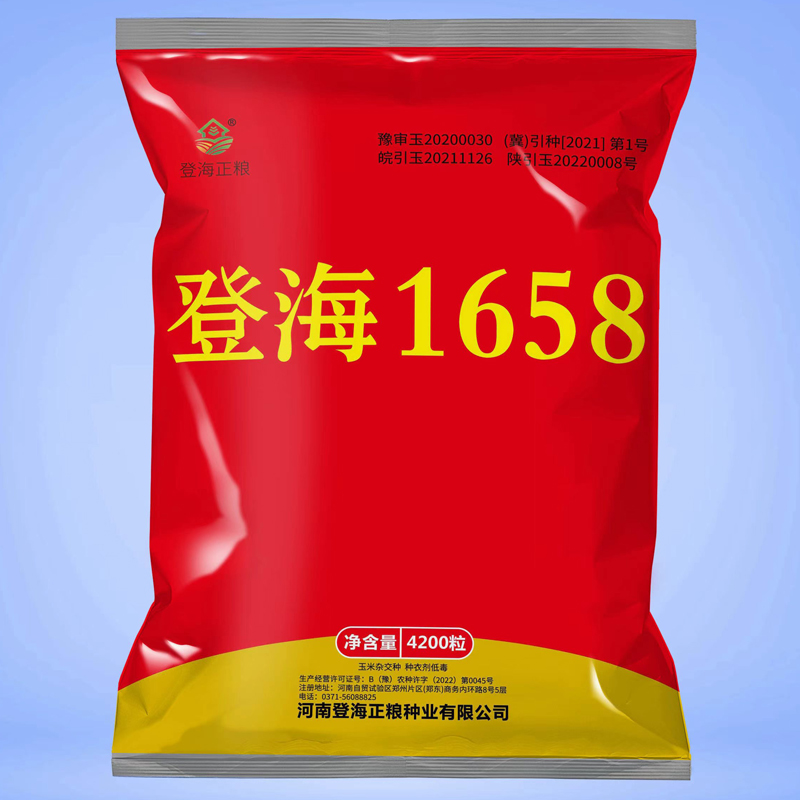 棒型长筒穗登海1658高产玉米种子