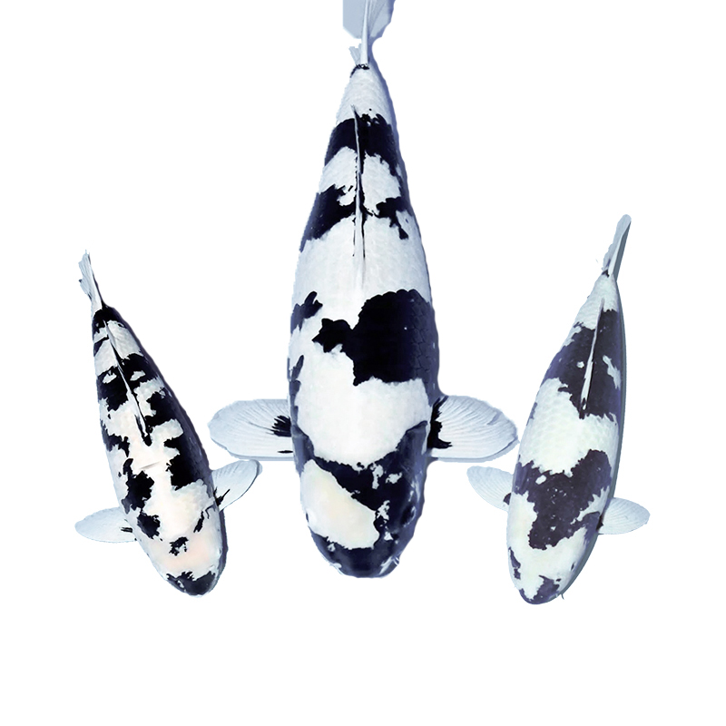 留养级 血统 锦鲤 不寄养