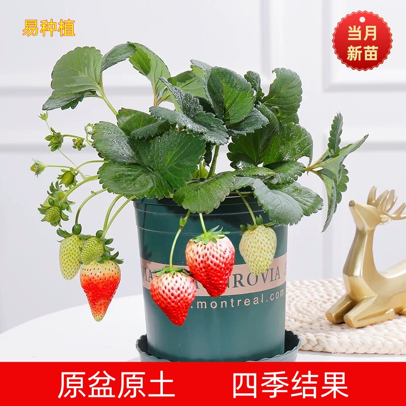 四季结果奶油红草莓苗盆栽穴盘带土种苗红颜阳台种植水果新秧苗