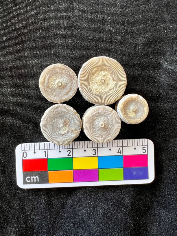 钱到家钱多多陶瓷铜钱石海百合茎杆手工创意