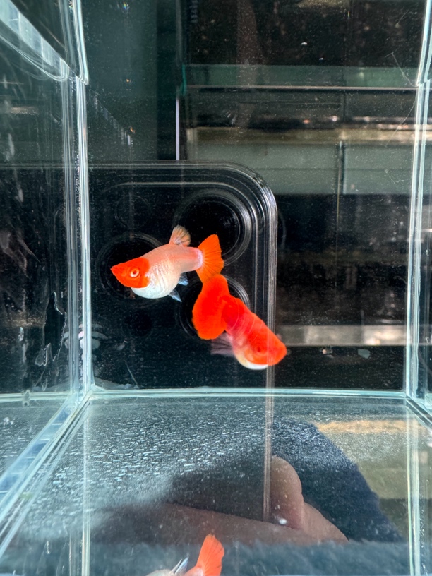 限量款深海蓝贵族白子孔雀鱼一对
