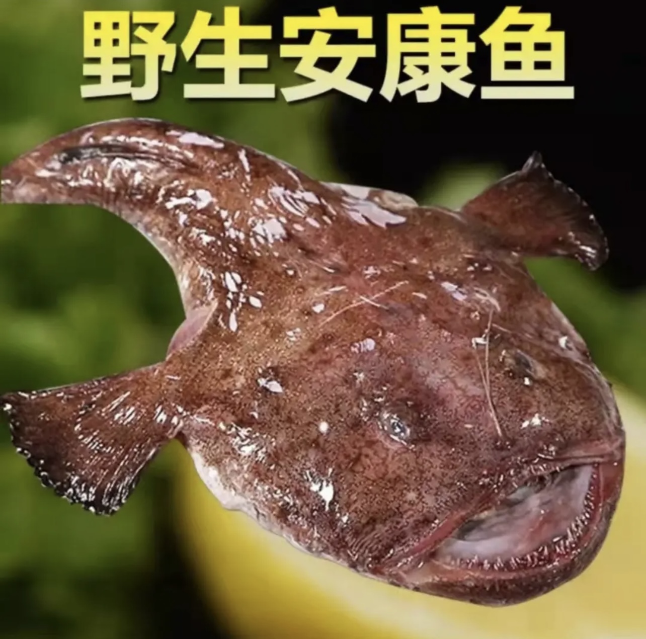 安康鱼去内脏带肝带鱼肚 五斤左右发货胶原蛋白