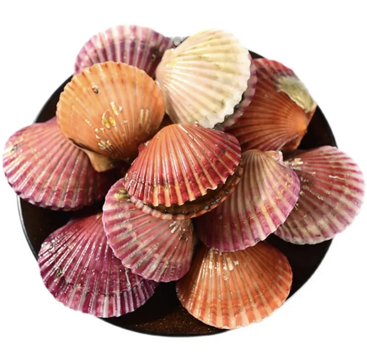 扇贝日照本地小红贝 大规格 壳薄肉厚码头发货