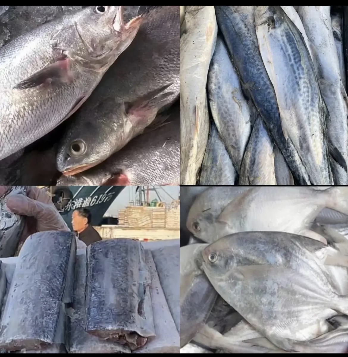 代拍链接杂鱼海捕当日鲜5-8斤码头货海捕鱼新鲜