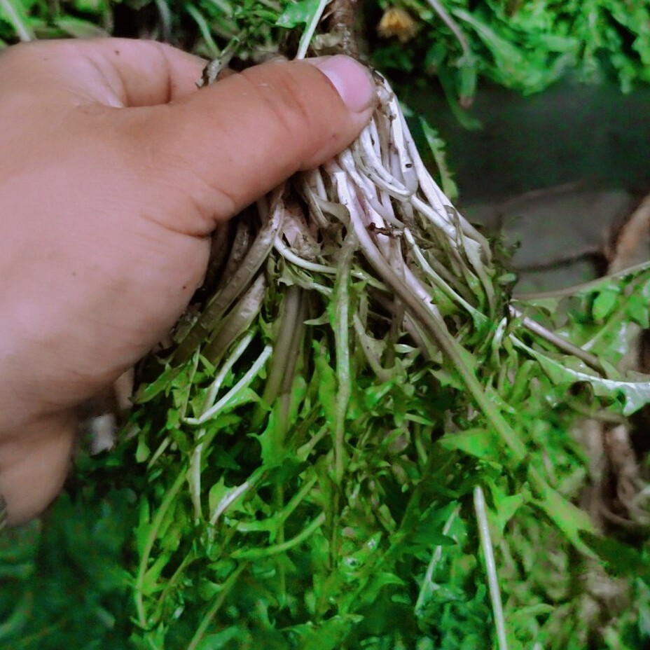 野生蒲公英250克包邮干货