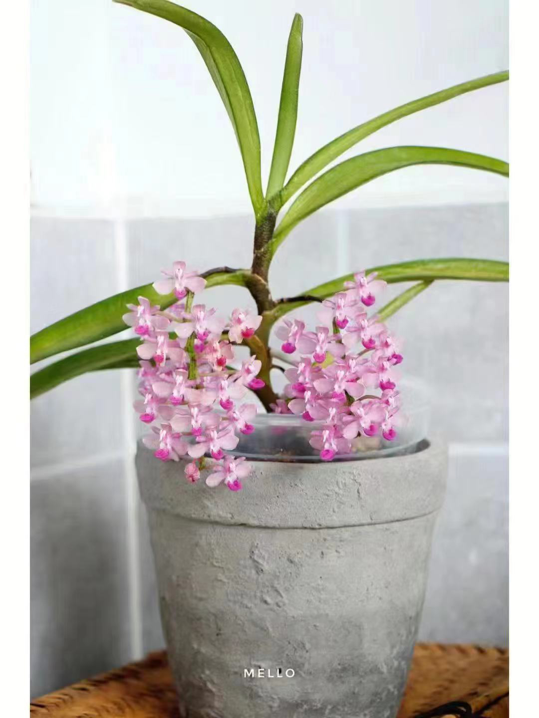 美玲固唇兰夏季花期