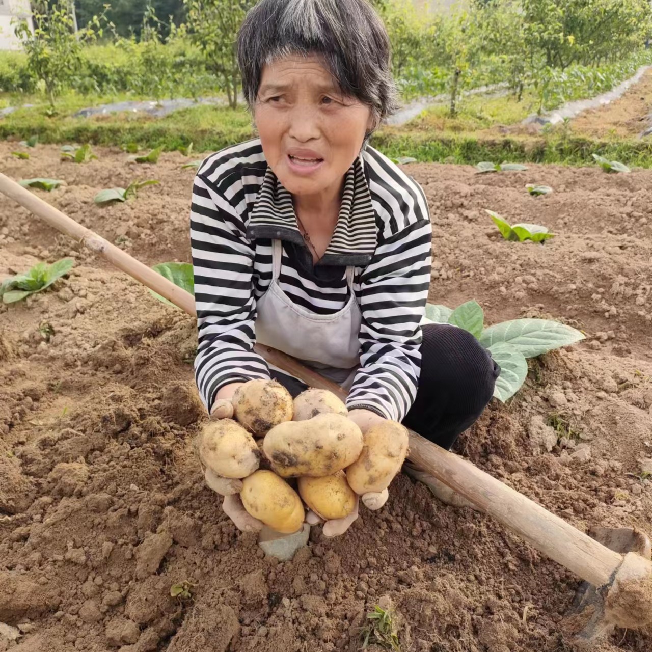 湖北恩施高山自种黄心马尔科小豆1500克