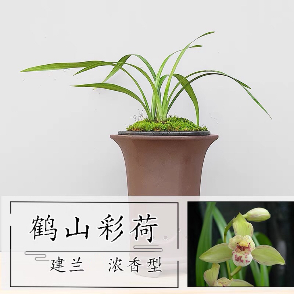 鹤山彩荷建兰浓香型兰花四季兰艺草荷瓣浓香兰花苗盆栽花苗兰花草