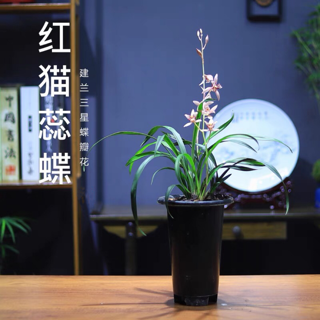 浓香建兰四季兰花苗红猫蕊蝶夏秋季带花苞好养室内阳台花卉绿植盆