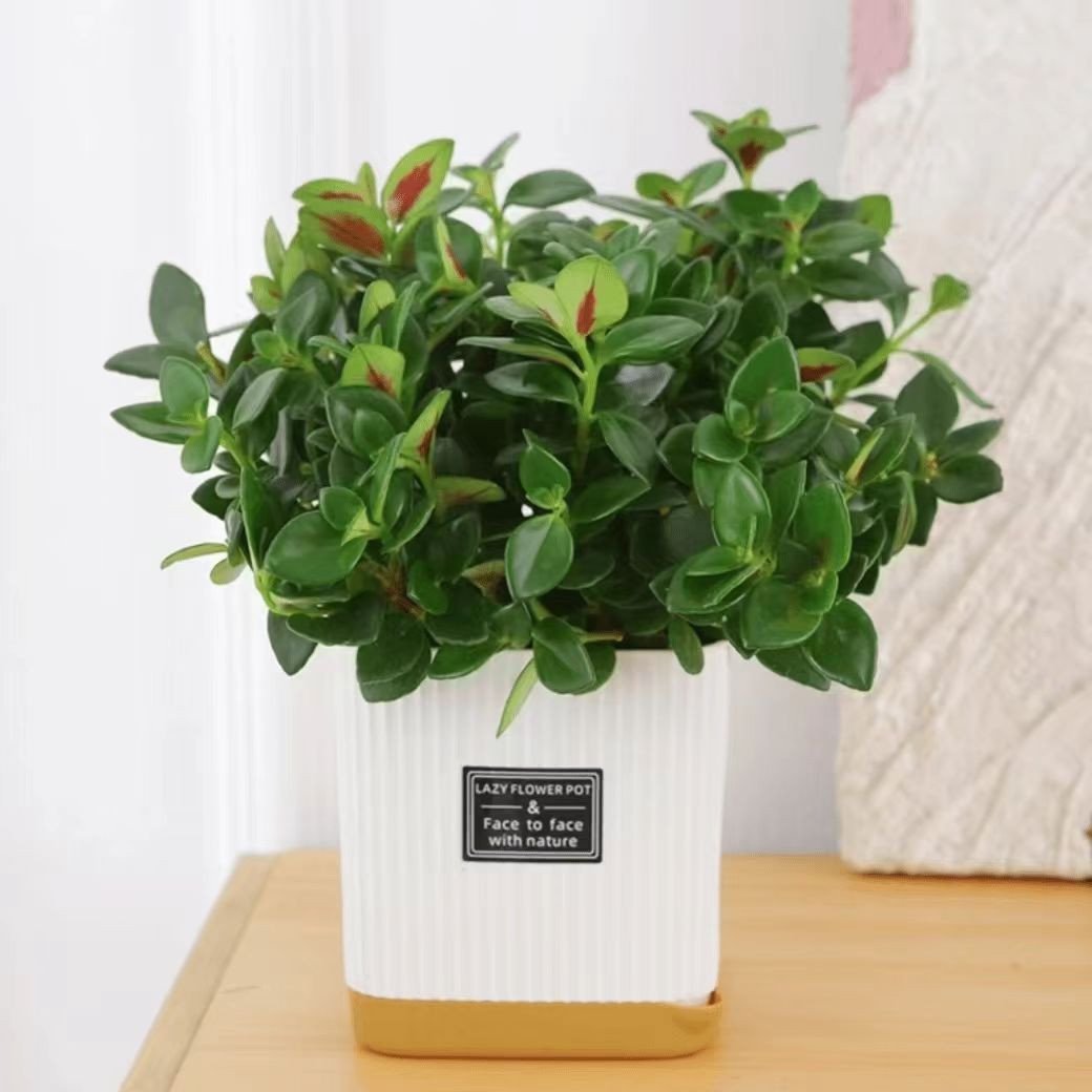 花草季金鱼花吊兰盆栽室内花卉四季常青好养办公室绿植阳台