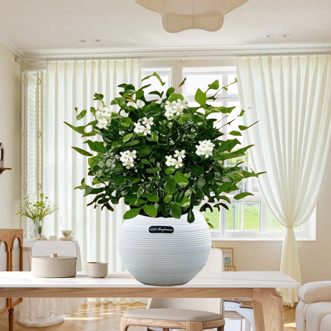 九里香盆栽室内植物进化空气四季常青绿植驱蚊陽台盆栽花卉九里香