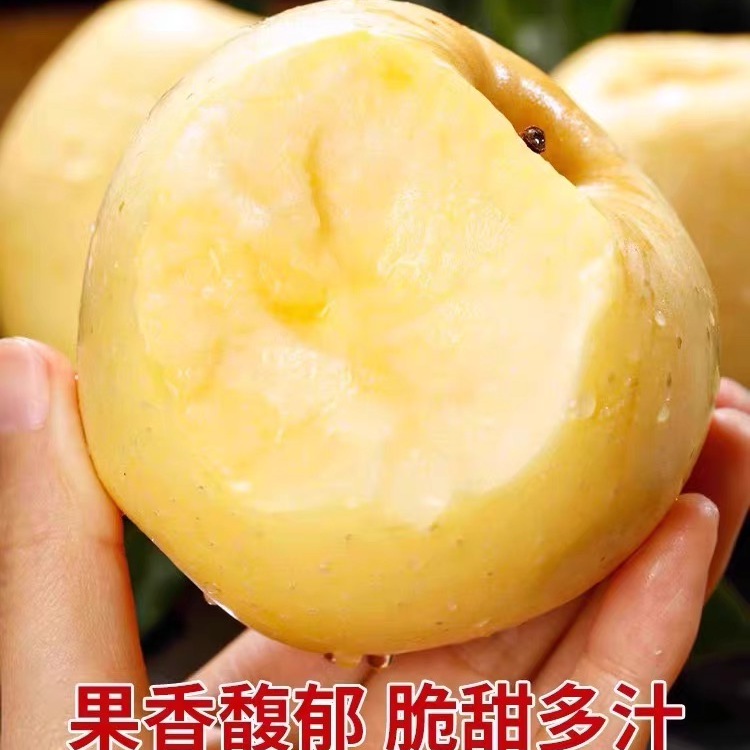 【栖霞苹果】维纳斯黄金苹果，新品之一，更甜！更香！脆爽多汁！
