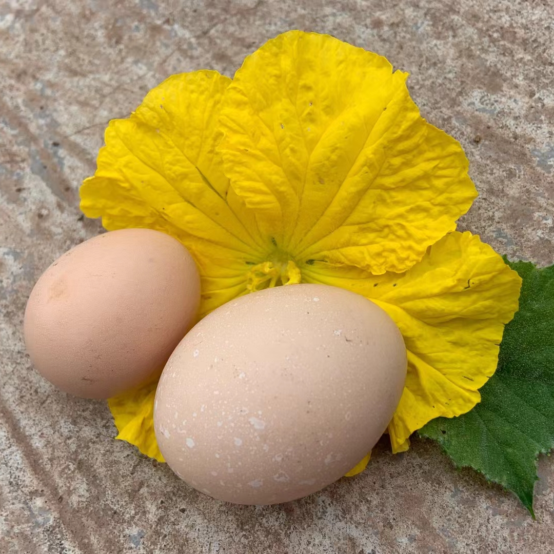 农村散养粮食鸡土鸡蛋