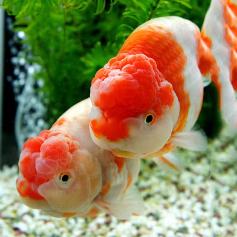 【鱼场直发】精品观赏鱼冷水鱼兰寿泰师珍珠