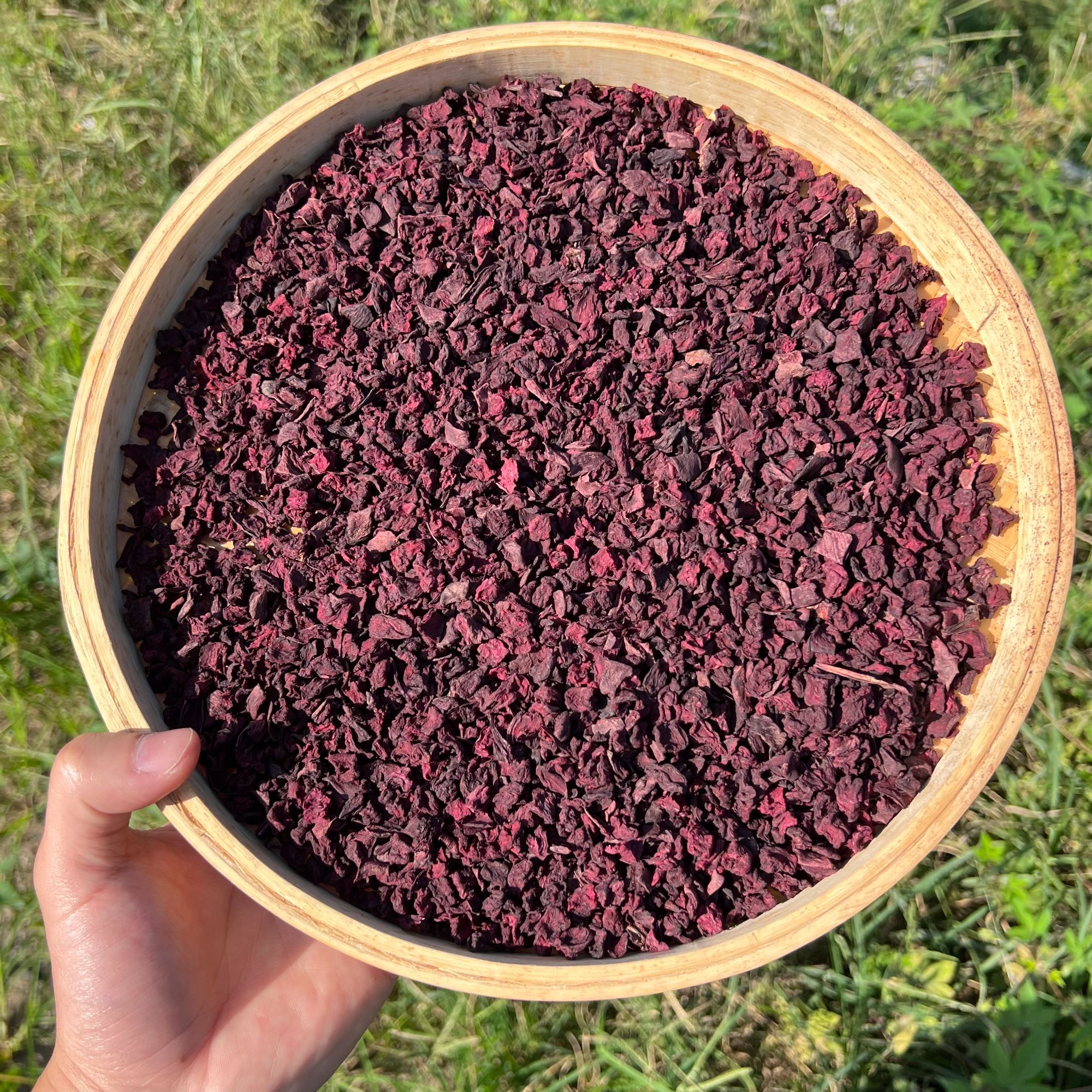 【藏紫参】西藏墨脱雪域参 核心产区 秋冬百搭茶 10月21