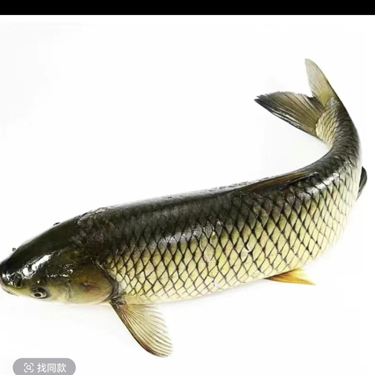 蓉几河鲜生态草鱼青鱼