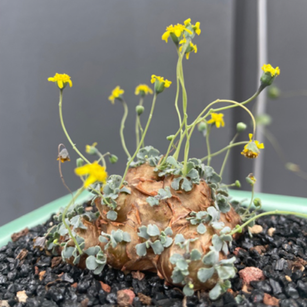 格加厚敦菊-冬型种（不含盆）