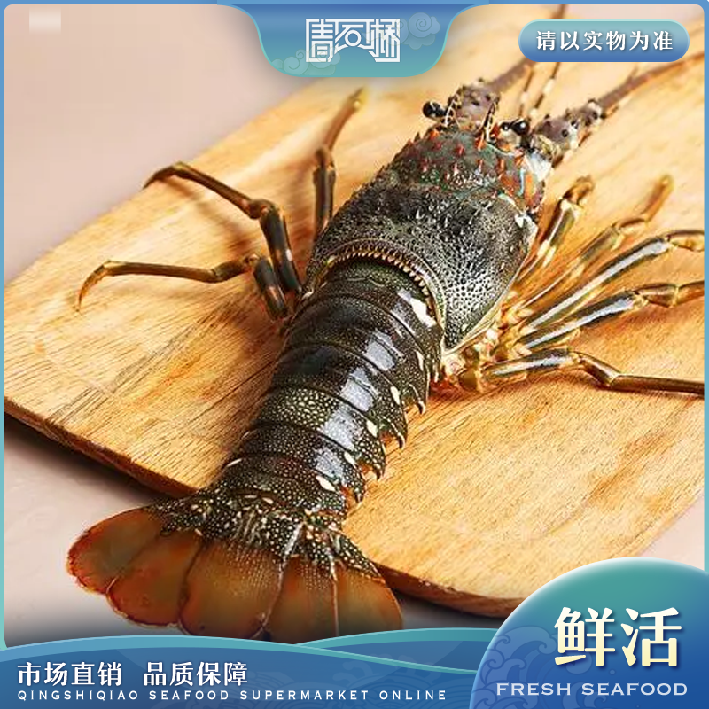 鲜活小青龙 鲜活发货 包活到家