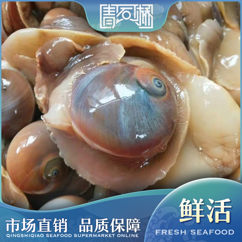 鲜活猫眼螺 约500g/份