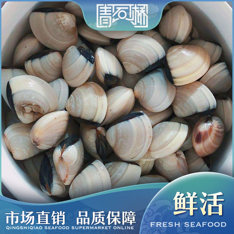 鲜活白贝/蛤蜊/文蛤  适合煲汤/熬粥/白灼/涮火锅