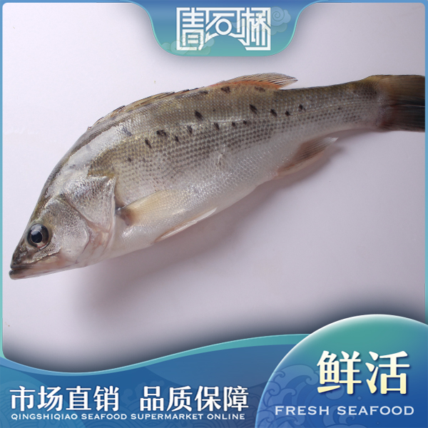 鲜活海鲈鱼 约600-700g/条