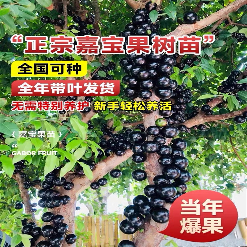 【顺丰包邮】正宗嘉宝果树苗树葡萄沙巴四季盆地栽南北种植当年结果