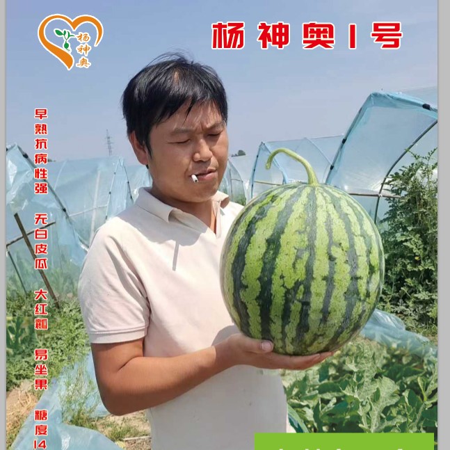 杨神奥1号美都种子200粒西瓜四季
