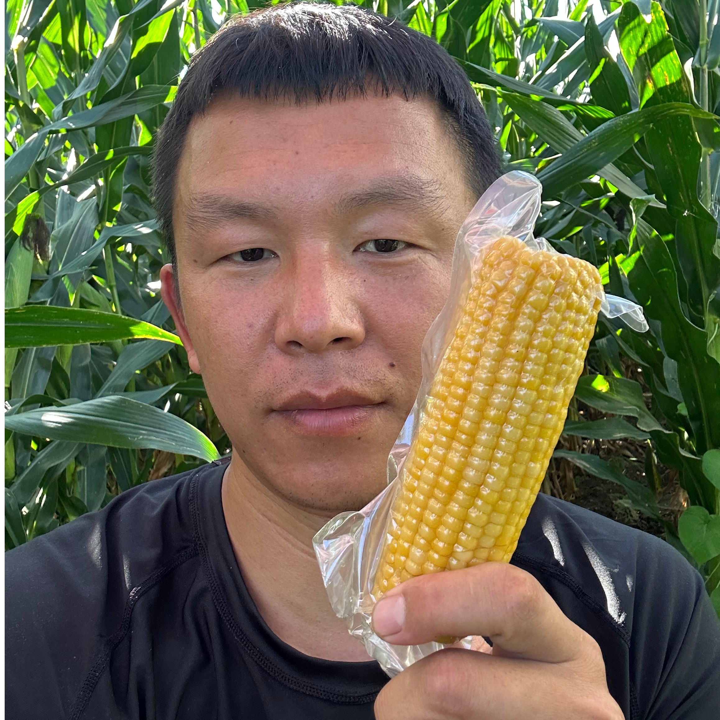 2025年新玉米棒 鲜食玉米 粘玉米 糯玉米 东北真空锁鲜香糯好吃