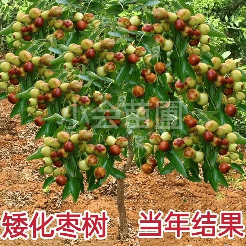 枣树苗特大沾化冬枣树苗嫁接脆甜枣树矮化盆栽庭院地栽南方方种植