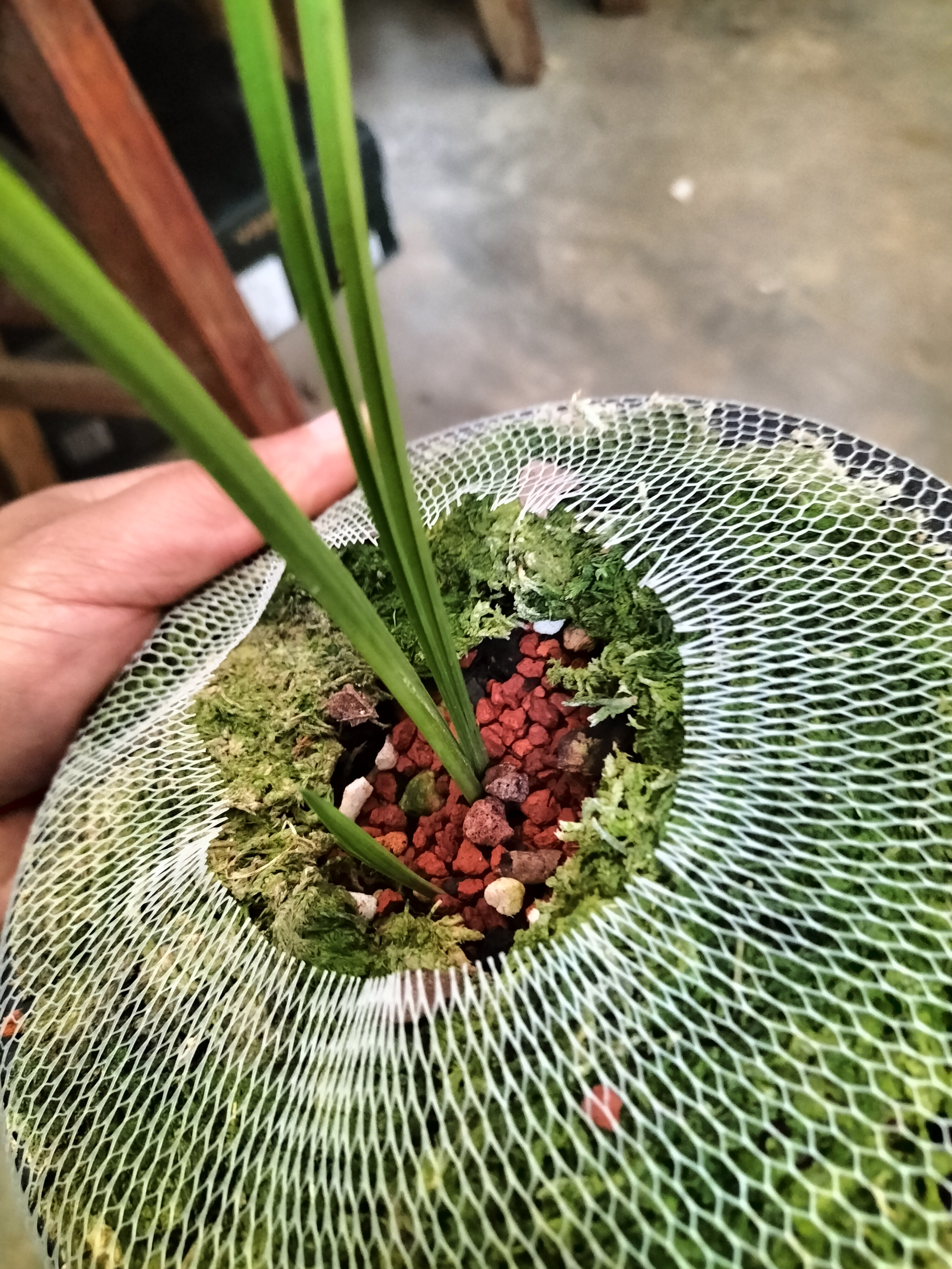 送春兰花，送春黄草，一苗一牙。