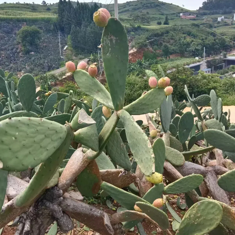 梨果仙人掌种植叶片2年以上老叶片绿植盆栽基地直发漂亮绿植好看