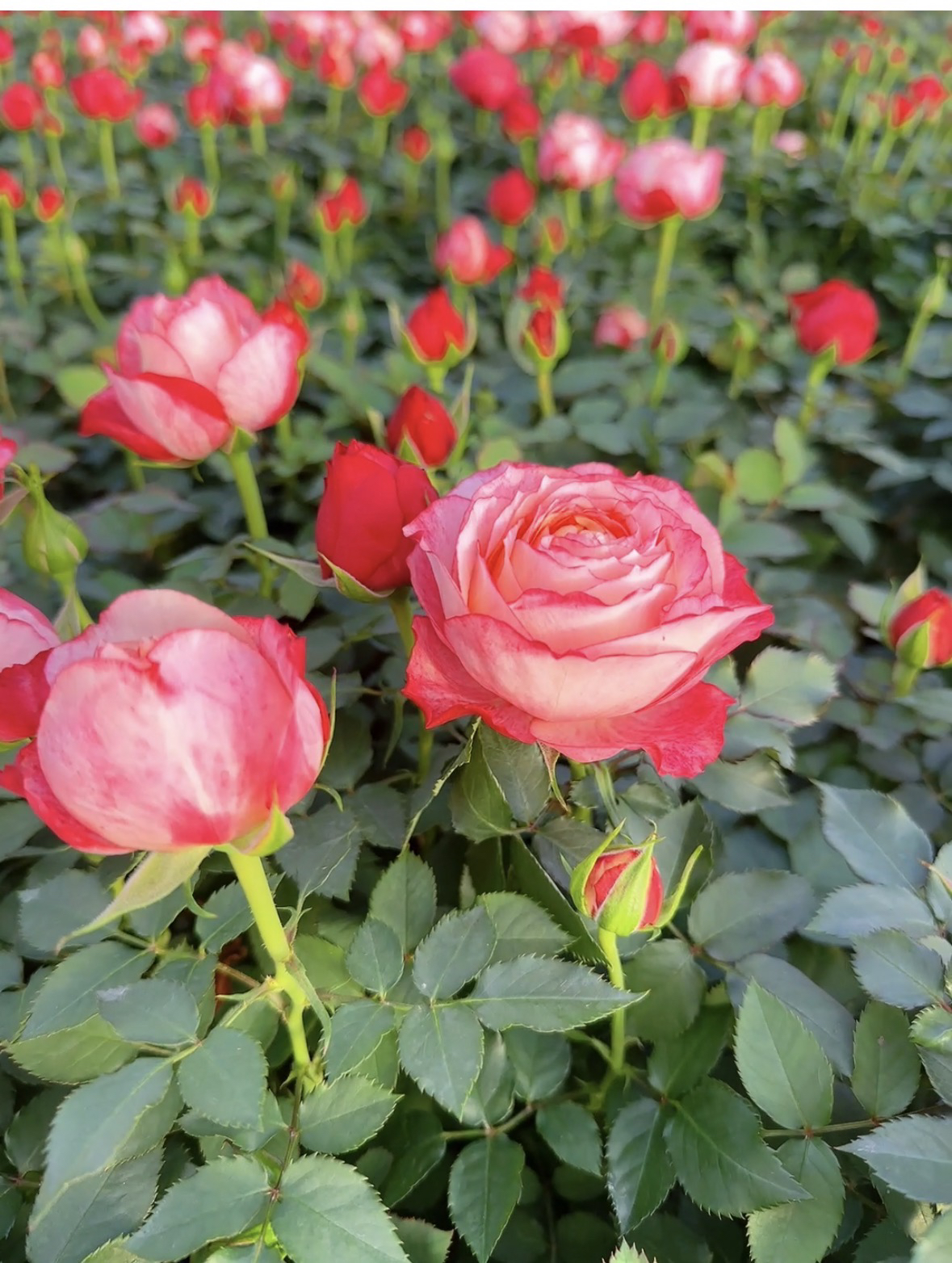 南山花园【双色美人】120盆新品超大花型月季玫瑰花型阳台庭院