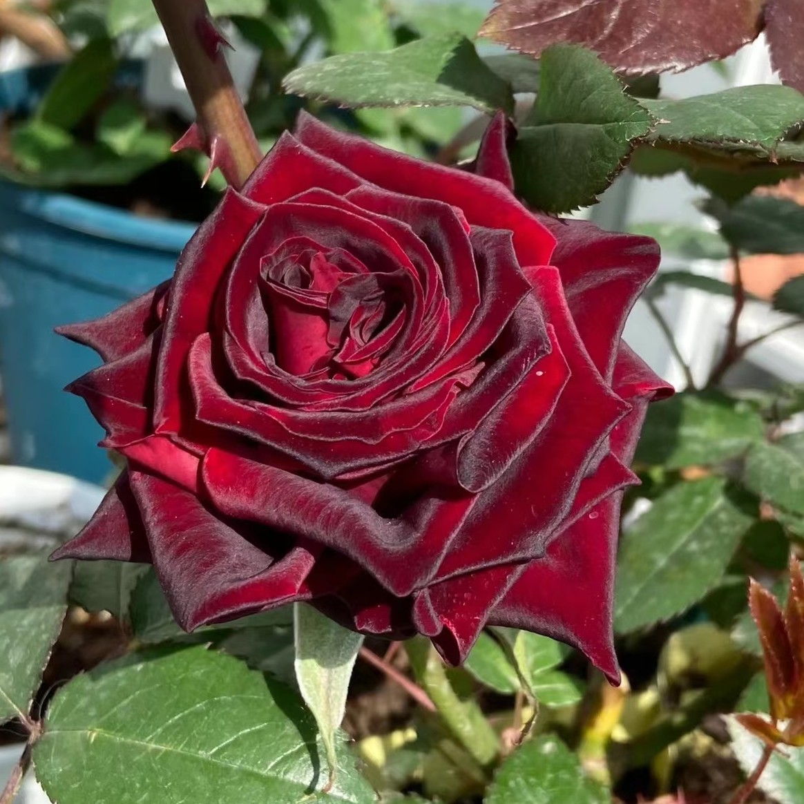 南山花园【黑巴克】月季一加仑盆大苗大花阳台庭院花卉