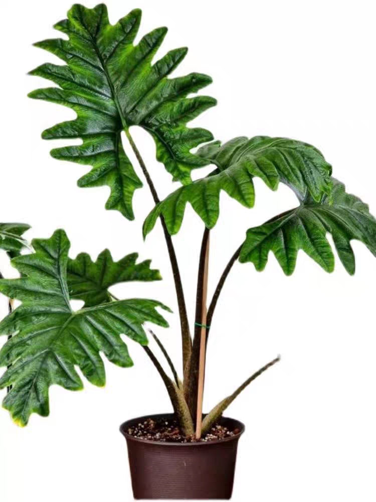 杰克林海芋网红热植