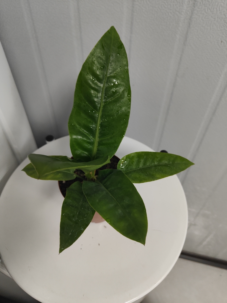 热带雨林花烛 新推荐上市