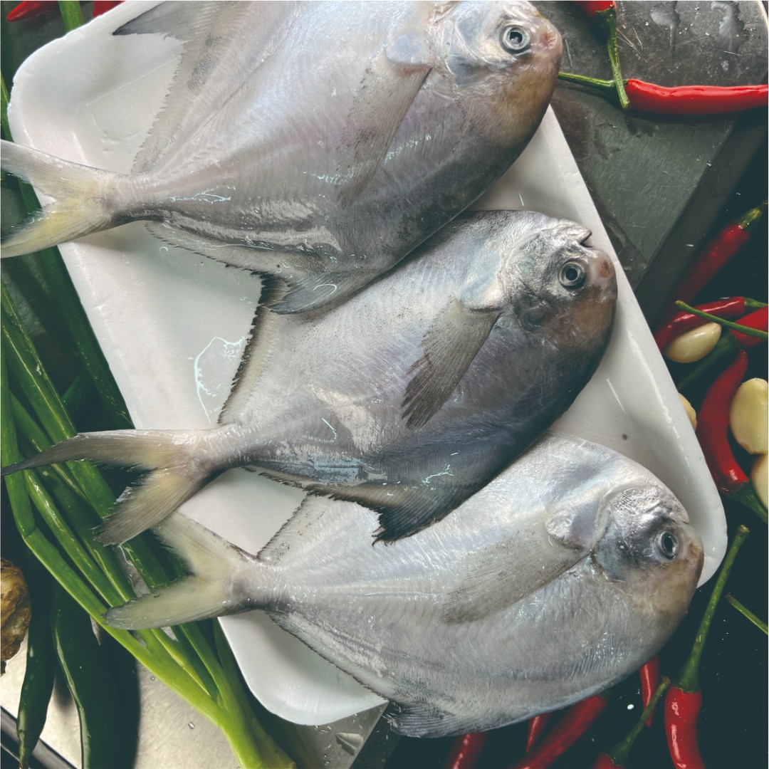 东海冷水本港白银鲳  速冻锁鲜 顺丰冷链发货 3条/斤