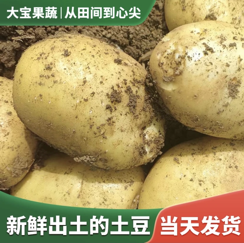 【买五斤送五斤】9-10斤装2024新鲜带泥东北黄皮炖汤土豆泥土豆丝