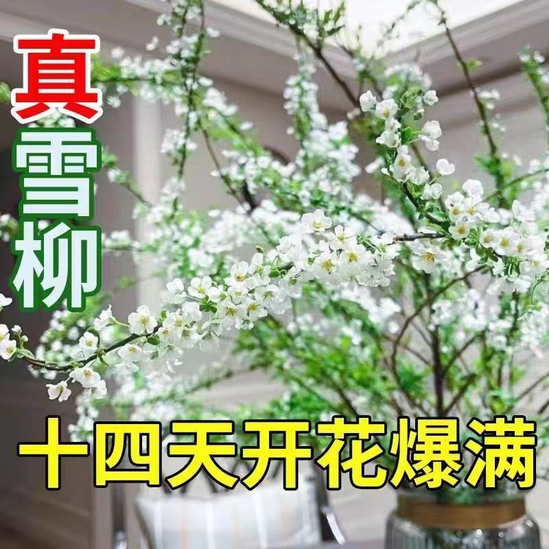 雪柳鲜枝水养插花干枝支盆栽水培植物鲜花卉室内客厅绿植开花龙柳