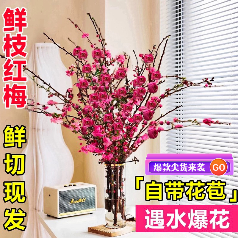 红梅水培鲜枝干枝雪柳带花苞鲜花卉植物室内水养桃花支腊梅花盆栽