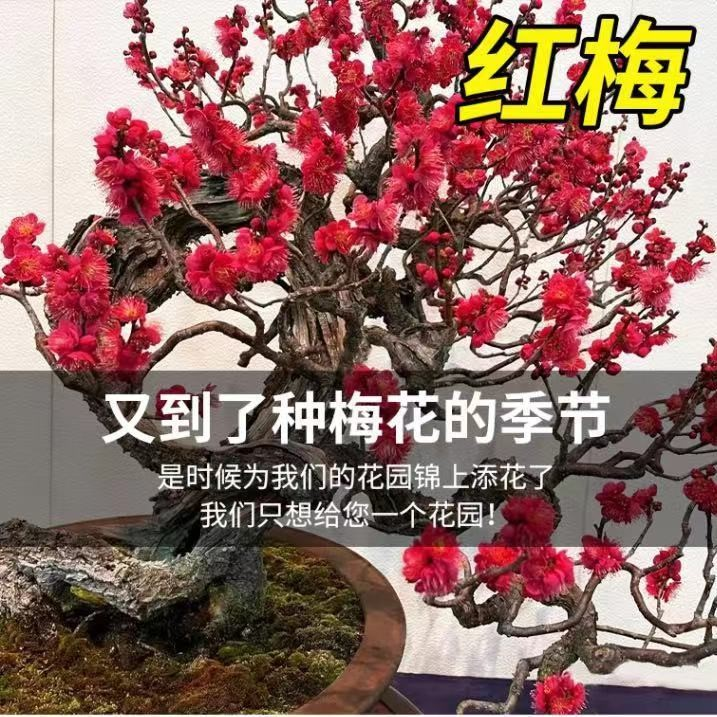 原生红梅花盆栽树苗老桩盆景阳台庭院绿植物浓香花卉耐寒四季腊梅