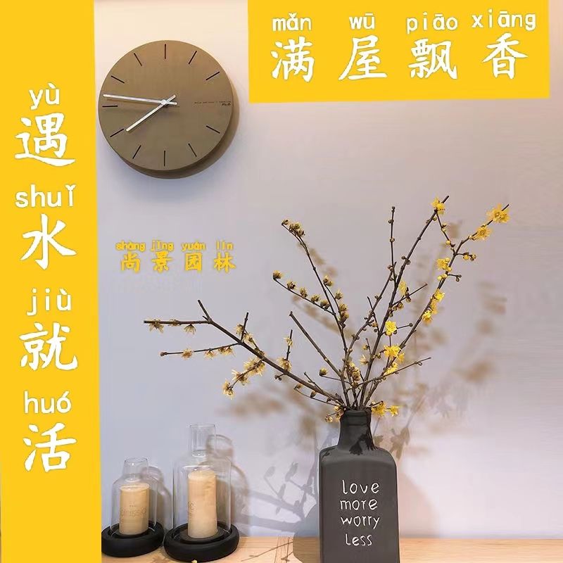干枝腊梅鲜切花水培素心浓香型梅花阳台室内耐寒耐冻带花苞寸寸金