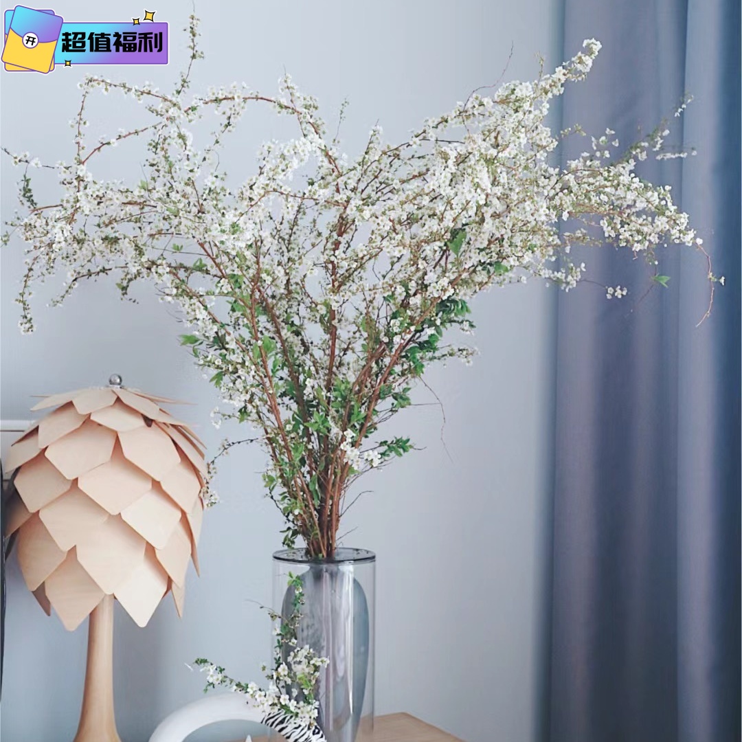 重瓣雪柳干枝支鲜枝水养插花水培植物鲜花卉室内盆栽绿植龙柳好活