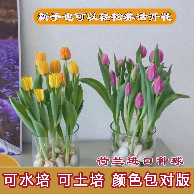郁金香种球荷兰进口球土培水培客厅摆放花卉耐寒好养庭院造景花卉